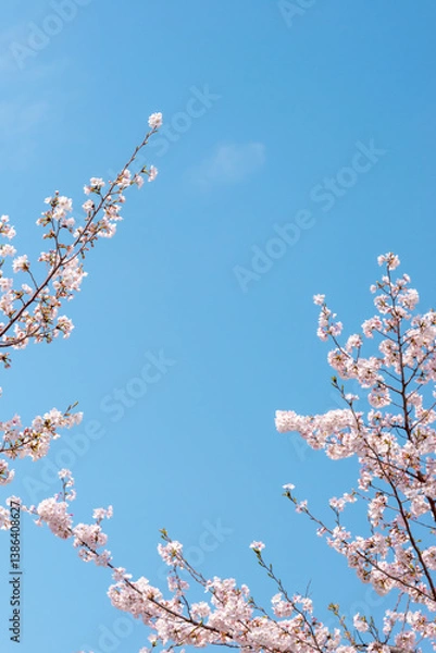 Fototapeta 青空に映える桜