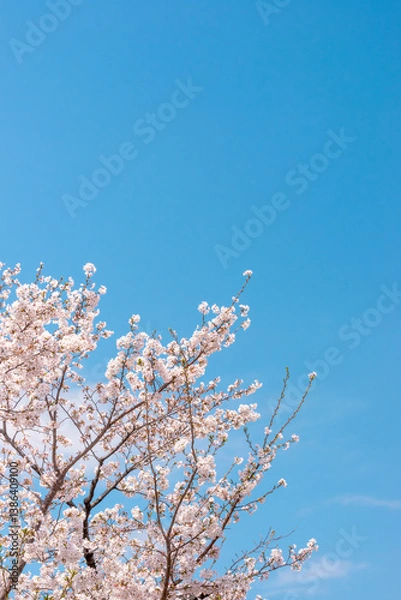 Obraz 青空に映える桜