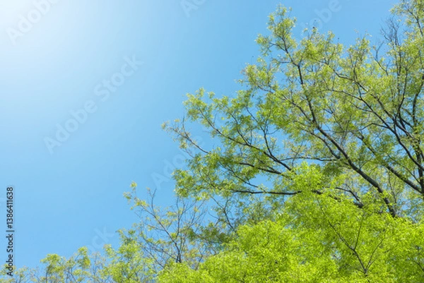 Obraz 爽やかな新緑と青空