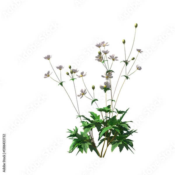 Obraz Anemone hupehensis, Anemone x hybrida, Japanese anemone, evergreen, small tree, bush, light for daylight, easy to use, 3d render, isolated