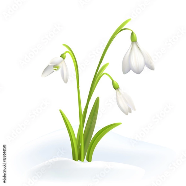 Fototapeta Snowdrops or Galanthus nivalis in snow on a white background. Spring vector illustration. Vector background with flower.