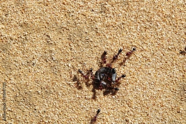 Fototapeta Meat Ants (Iridomyrmex purpureus) attempting to drag millipede to nest, South Australia