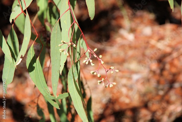 Fototapeta Buds of Pink Gum (Eucalyptus fasciculosa) at point of flower. Australian native tree.
