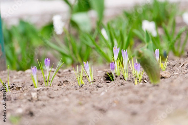 Obraz Spring White Flowers