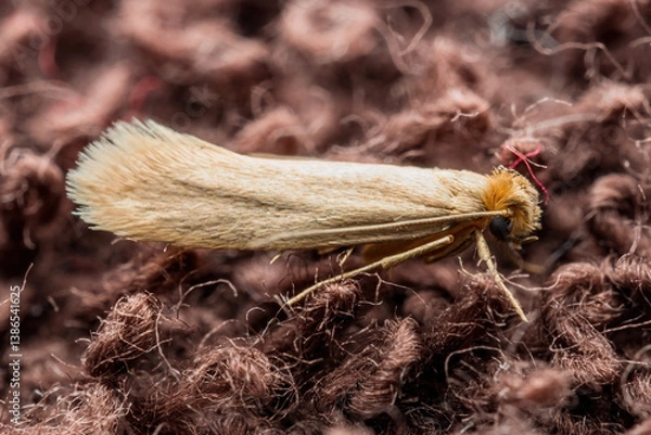Obraz Macro Photo of Common Clothes Moth. Tineola Bisselliella Insect Parasite and Household Pest Infestation on Knitted Fabric