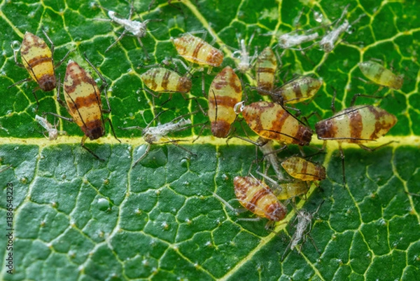 Obraz Aphid Colony Close-up. Greenfly or Green Aphid Garden Parasite Insect Pest Macro on Green Background