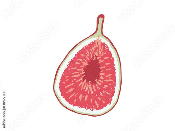 Obraz カットしたイチジクのイラスト