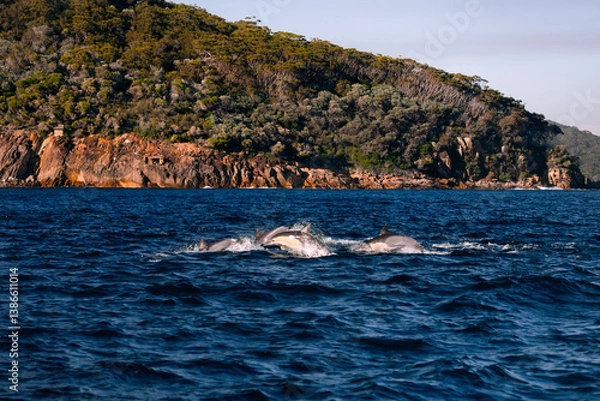 Fototapeta A dolphin swims near the surface with a scenic island in the background.