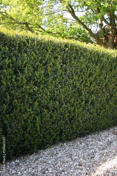 Obraz Ilex aquifolium Hecke