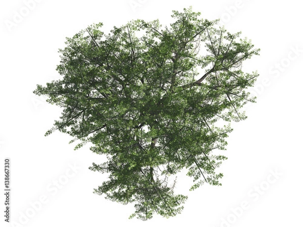 Fototapeta Green tree isolated on white background, top view, 3 d render