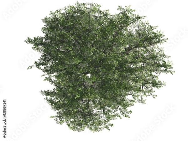Fototapeta Green tree isolated on white background, top view, 3 d render