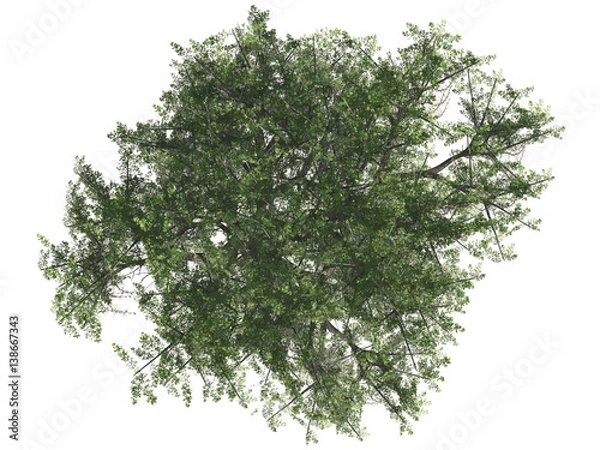 Fototapeta Green tree isolated on white background, top view, 3 d render