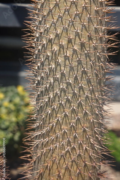 Obraz cactus pachypodium lamera, a prickly stem with long needles, 2