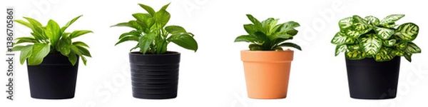 Fototapeta Four decorative potted plants with varying foliage types, each in distinct pots, showcasing vibrant green leaves and differing textures.