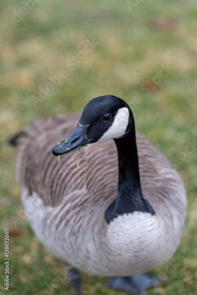 Obraz goose on the grass