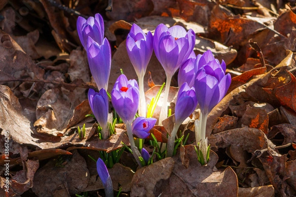 Obraz The Light Whitin