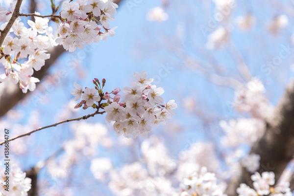 Obraz 만개한 벚꽃