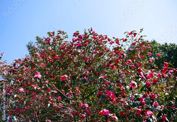 Fototapeta 宮崎県宮崎市椿山森林公園の椿