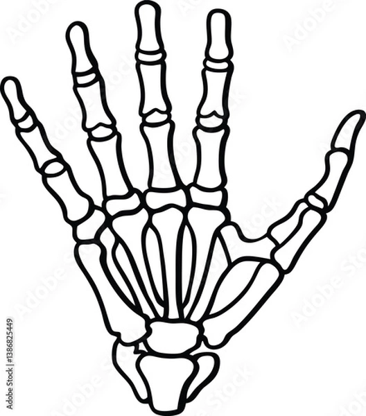 Fototapeta Human skeleton hand, human hand