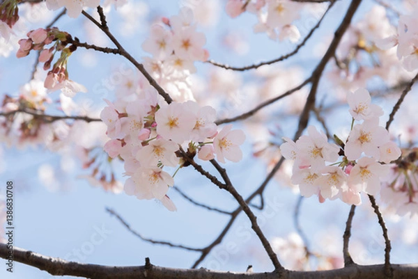 Obraz 만개한 벚꽃