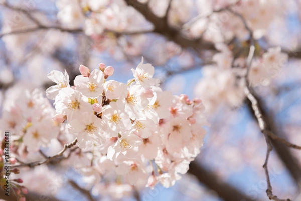 Obraz 만개한 벚꽃