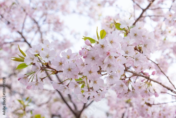 Obraz 만개한 벚꽃