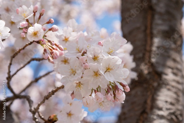 Obraz 만개한 벚꽃