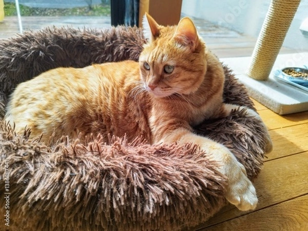 Obraz 警戒する茶トラ猫