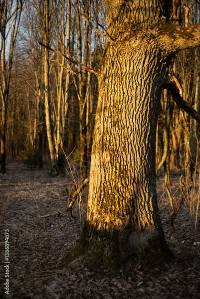 Fototapeta A big oak tree in the forest. An oak tree without leaves. Tree in the spring.