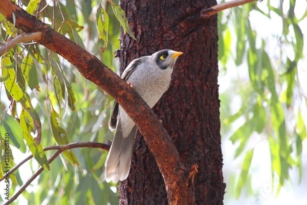 Obraz Noisy Miner