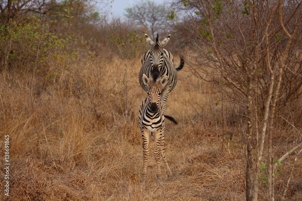 Fototapeta Zebra mit Jungem