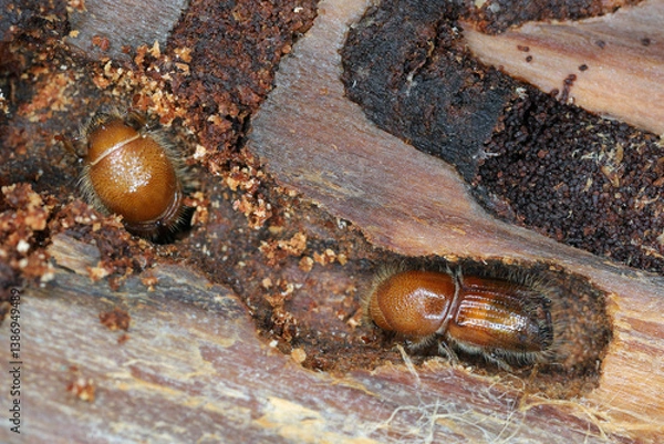 Obraz European Spruce Bark Beetle (Ips typographus), complete yet not fully coloured beetles