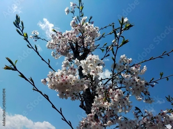 Obraz 桜 花 満開