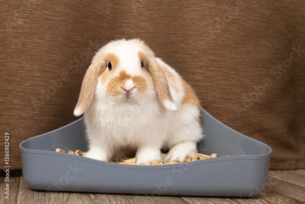Obraz A dwarf rabbit sits in his litter tray