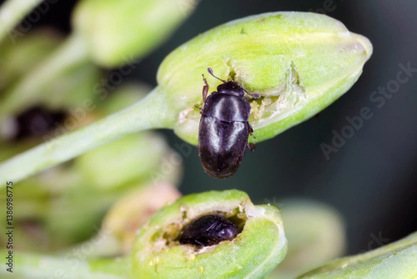 Obraz Pollen beetle (Meligethes aeneus, Brassicogethes aeneus). Beetles biting into the flower bud of rapeseed in the crop field.