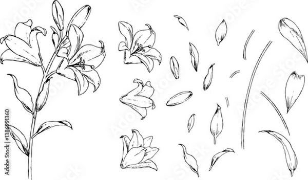 Obraz 百合の線画パーツセット