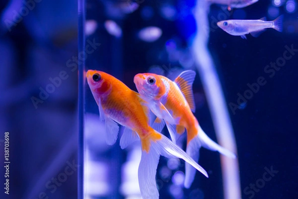 Fototapeta 水槽の金魚