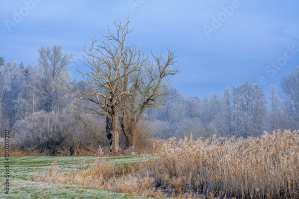 Fototapeta Winter scenic with a lonely tree