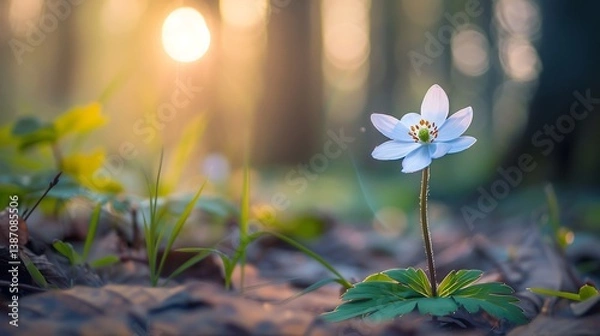 Fototapeta spring flowers in the garden