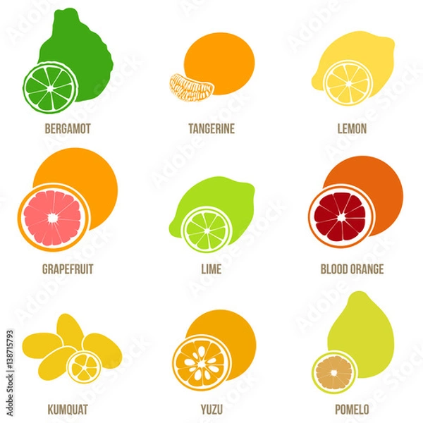 Fototapeta Citrus fruits vector flat set, whole fruits and slices