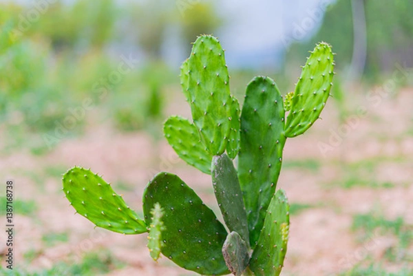Obraz Cactus, cacti in various pots