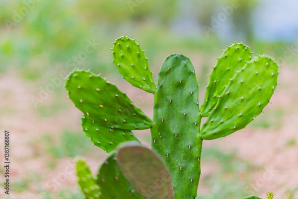 Fototapeta Cactus, cacti in various pots