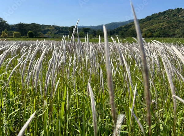 Obraz 野原に群生するチガヤの花穂