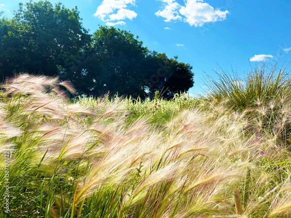 Obraz ホルデューム ジュバタムの群生と青空