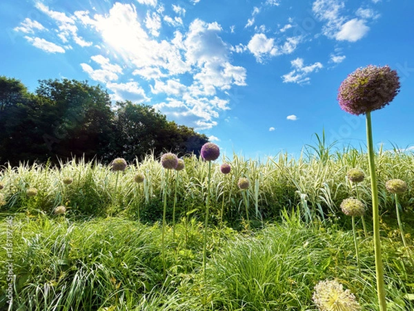 Obraz アリウムと草木と青空