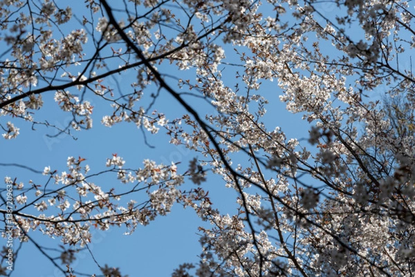 Fototapeta 日本の岡山県玉野市の深山公園の満開の桜