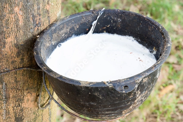 Fototapeta Tapping latex from a rubber tree
