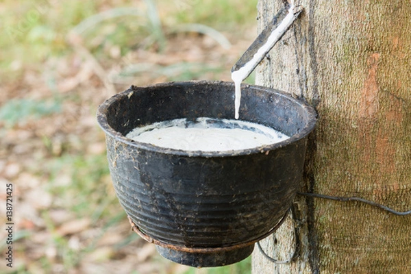 Fototapeta Tapping latex from a rubber tree