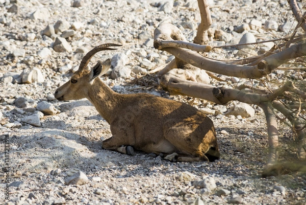Fototapeta Горный козел отдыхает в тени