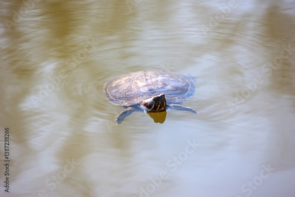 Obraz turtles in the water